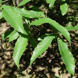 Quercus serrata